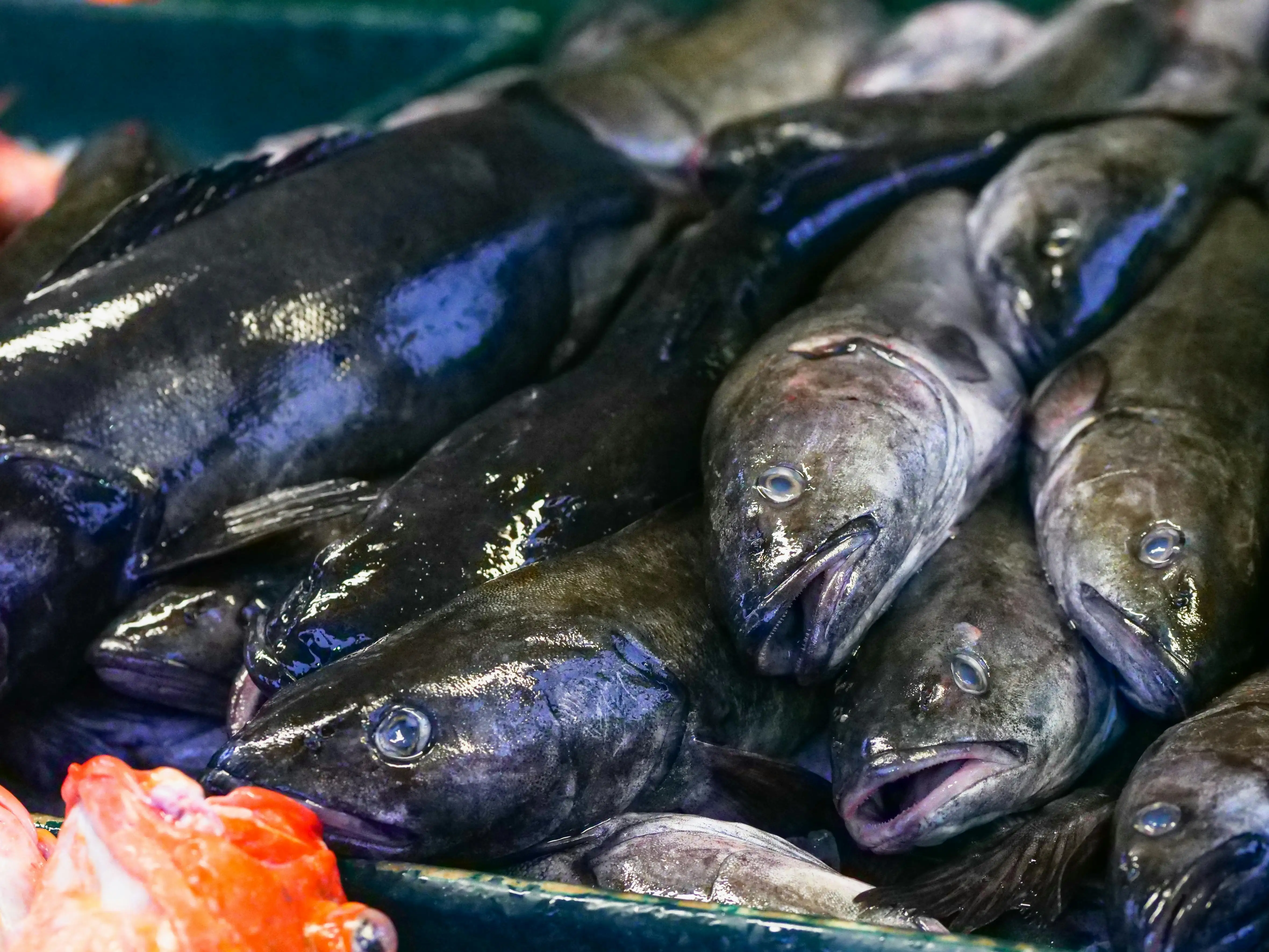 Seafood Market